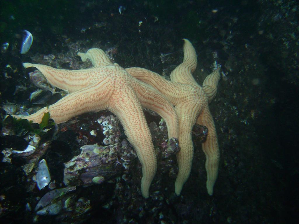 Buceo: Un estilo de vida diferente, necesario