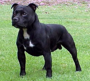 The Staffordshire bulls