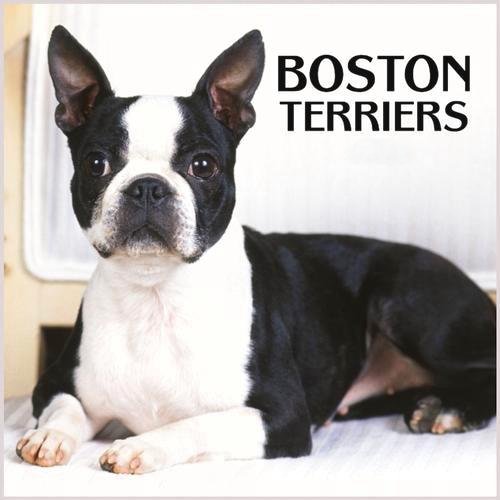 Boston Terrier Miniature