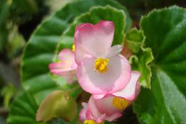 Begonia Malabarica