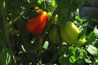 San Marzano is an Italian heirloom tomato that is great for cooking.