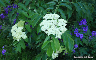 Elderflower fritters are made from the fragrant white flowers in summer.