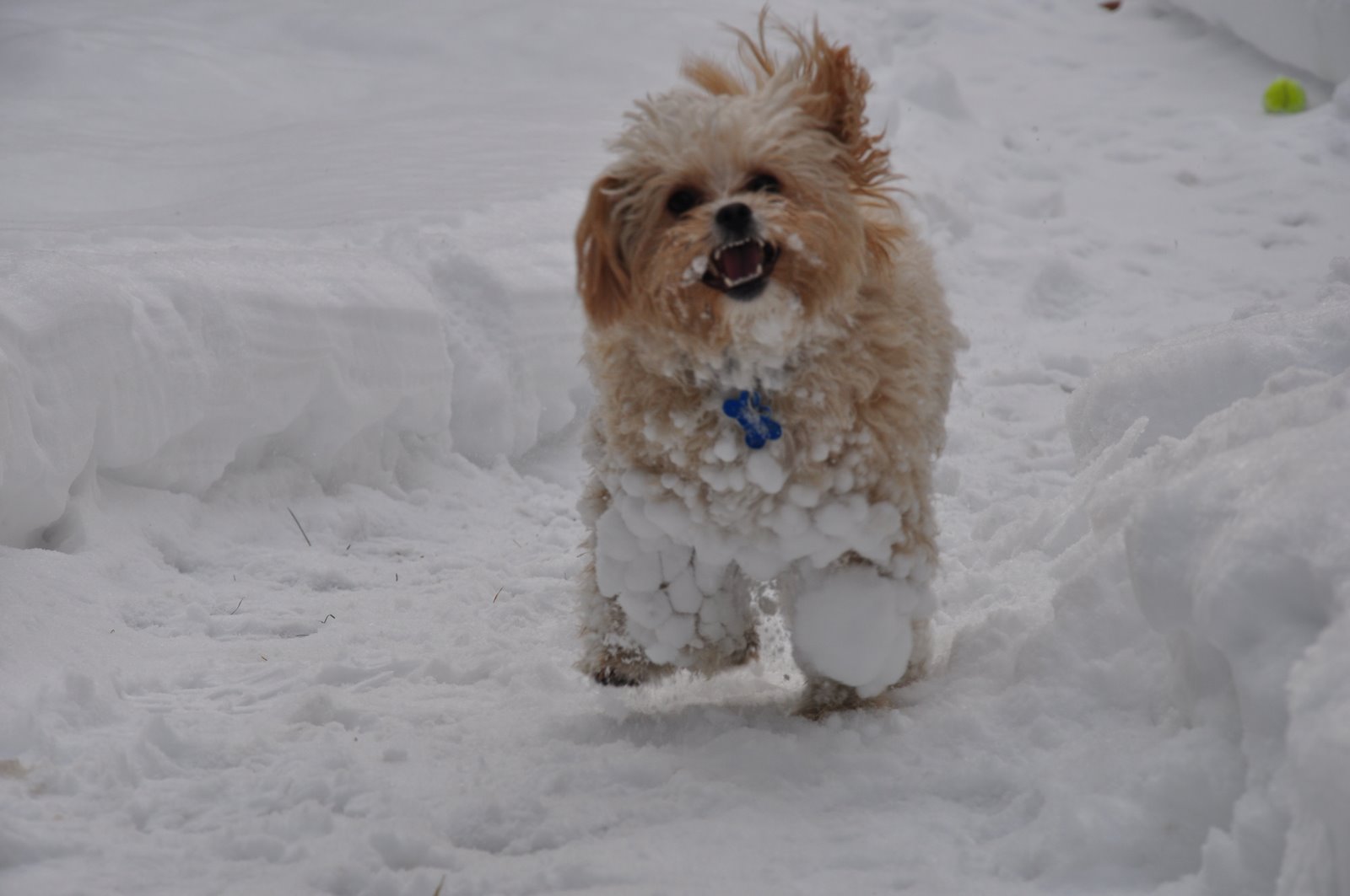 Anne and Tanner's World Snowball Puppy
