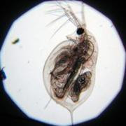 Daphnia