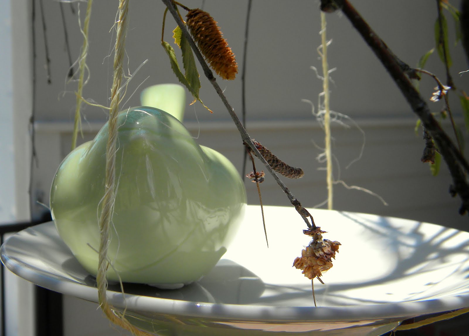 Identify birds at my feeder picture