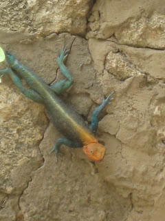 A Tongo Lizard