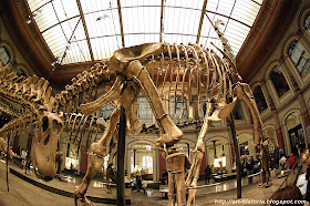 Dinozauri Erbivori Totul Despre Dinozauri