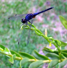 Full blue dragonfly1