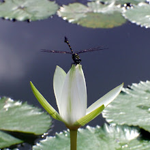 Green and black dragonfly8