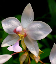 Phalaenopsis1
