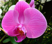 Phalaenopsis7