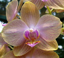 Phalaenopsis11