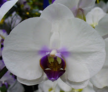 Phalaenopsis26