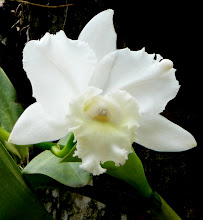 Cattleya11