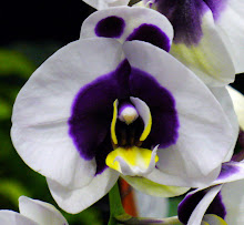 Phalaenopsis36