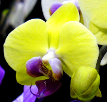 Phalaenopsis38