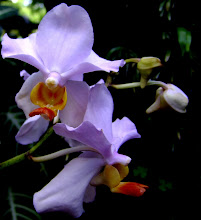 Dendrobium24