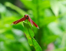 Liver red dragonfly6