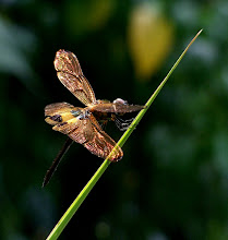 Bumblebee Dragonfly9