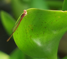 Gold Damselfly1