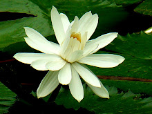 White lily1