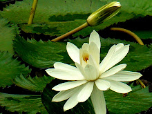 White lily4