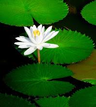 White lily9