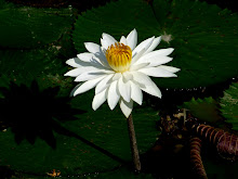 White lily13