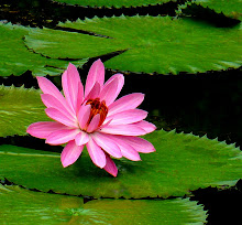 Pink lily1