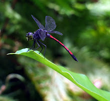 Blackstripe red Dragonfly3
