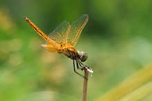 Gold Dragonfly9