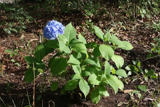 hydrangea