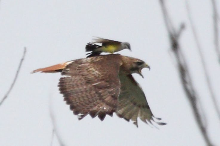 Riding the black cockatoo company sin representation essay 03 image