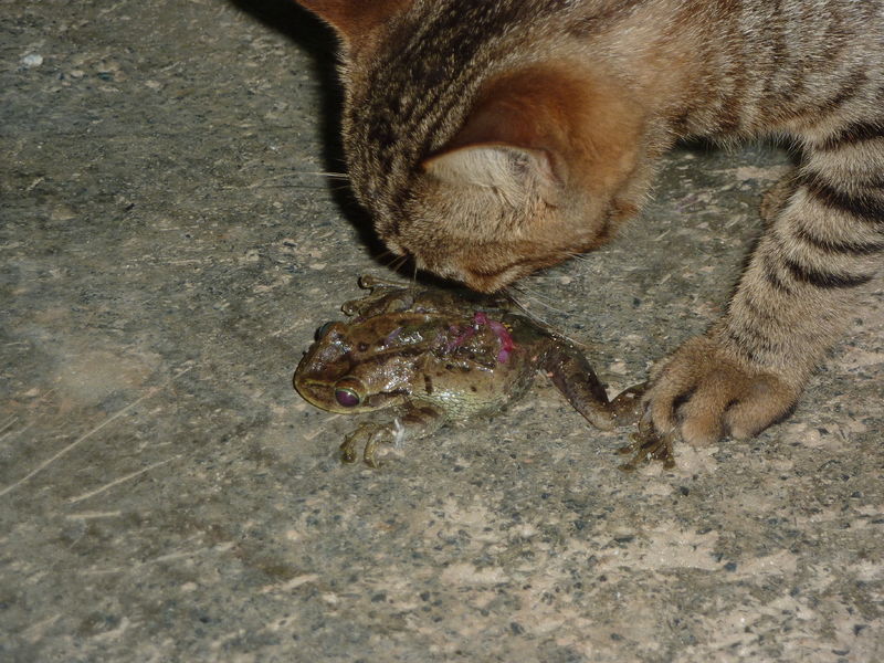 Rural Chatter Birds, Nature and Environment Cats Kill...