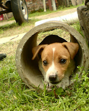 Lúva - Mi Jack Russell