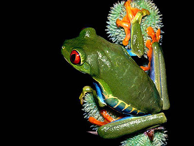 Green Frog on Cactus