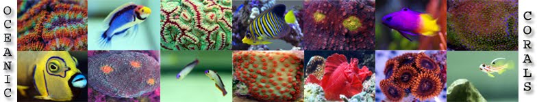 Oceanic Corals