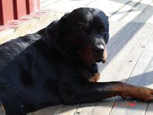 Min Rottweiller