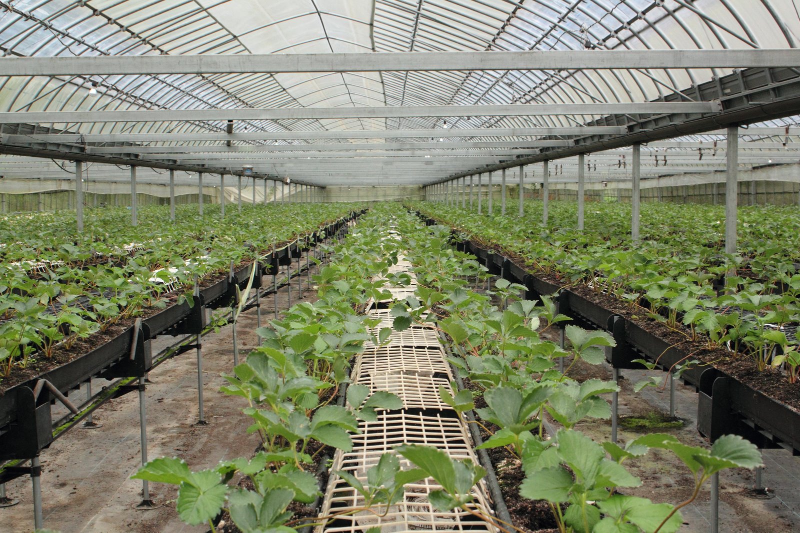黒岩探索 イチゴ定植 まだ終わらず