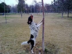 Rincón del cagnolino rampante: historias de perros y otros parientes. Clica sobre la imagen