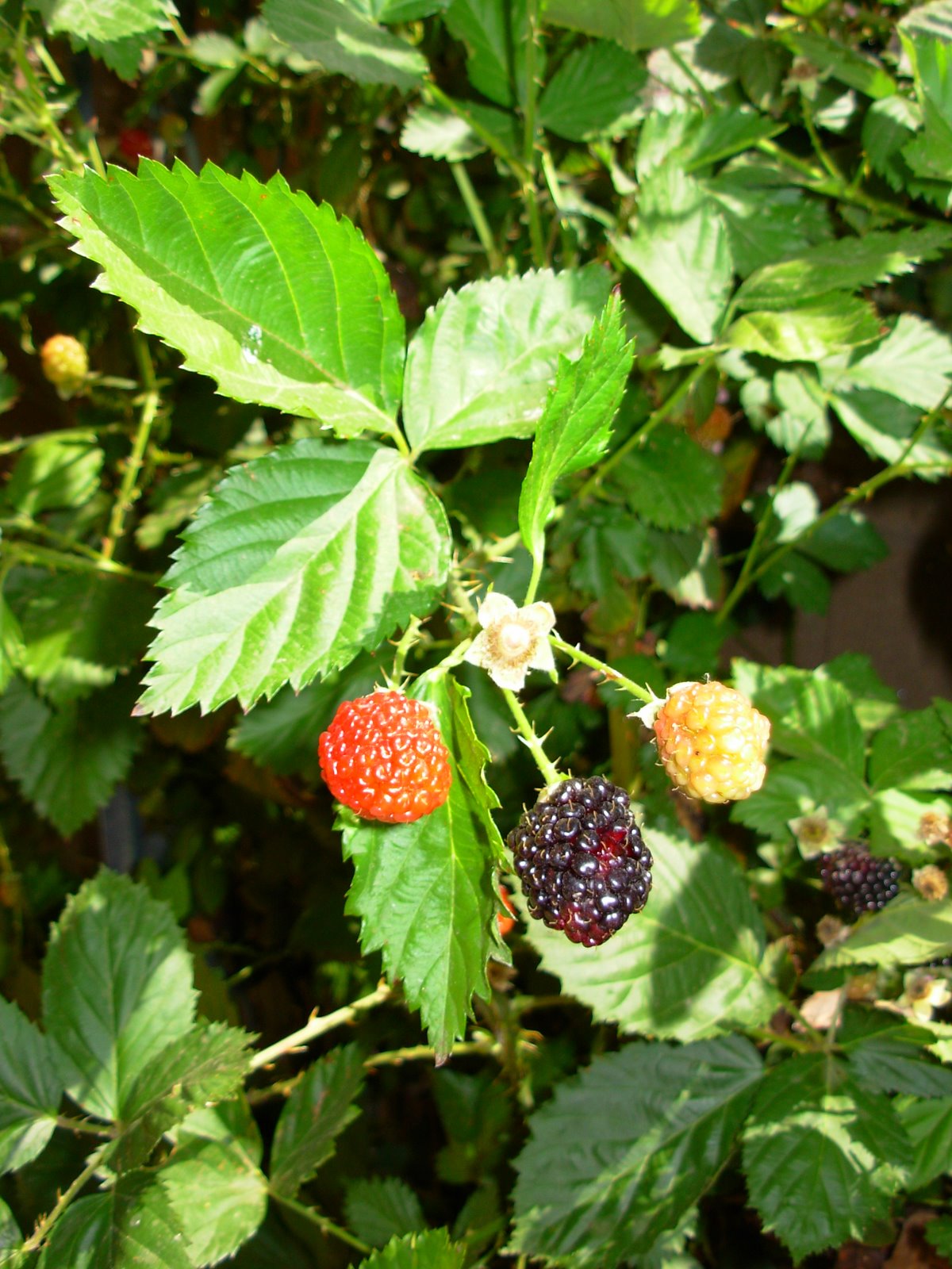 [our+berries.JPG]
