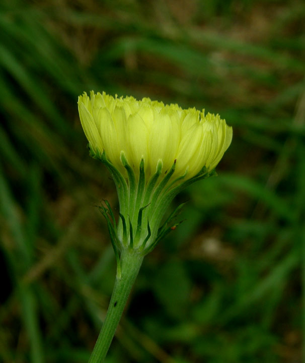 Anybody Seen My Focus?: Carolina Desert-chicory (Pyrrhopappus carolinianus)