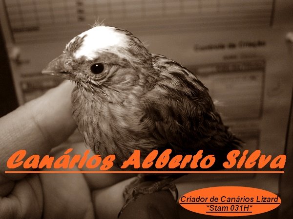 Canários Alberto Silva