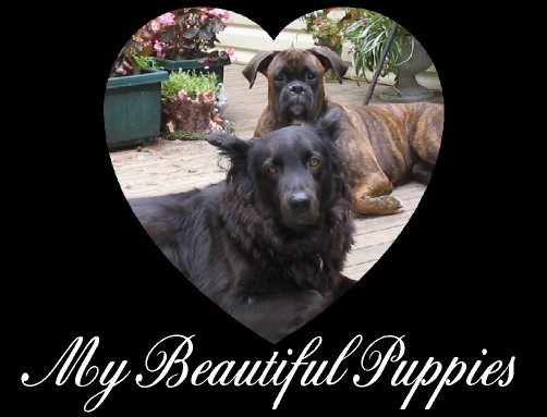 PICTURES OF MY BEAUTIFUL PUPPIES