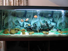 Fresh Water Fish Tank 01