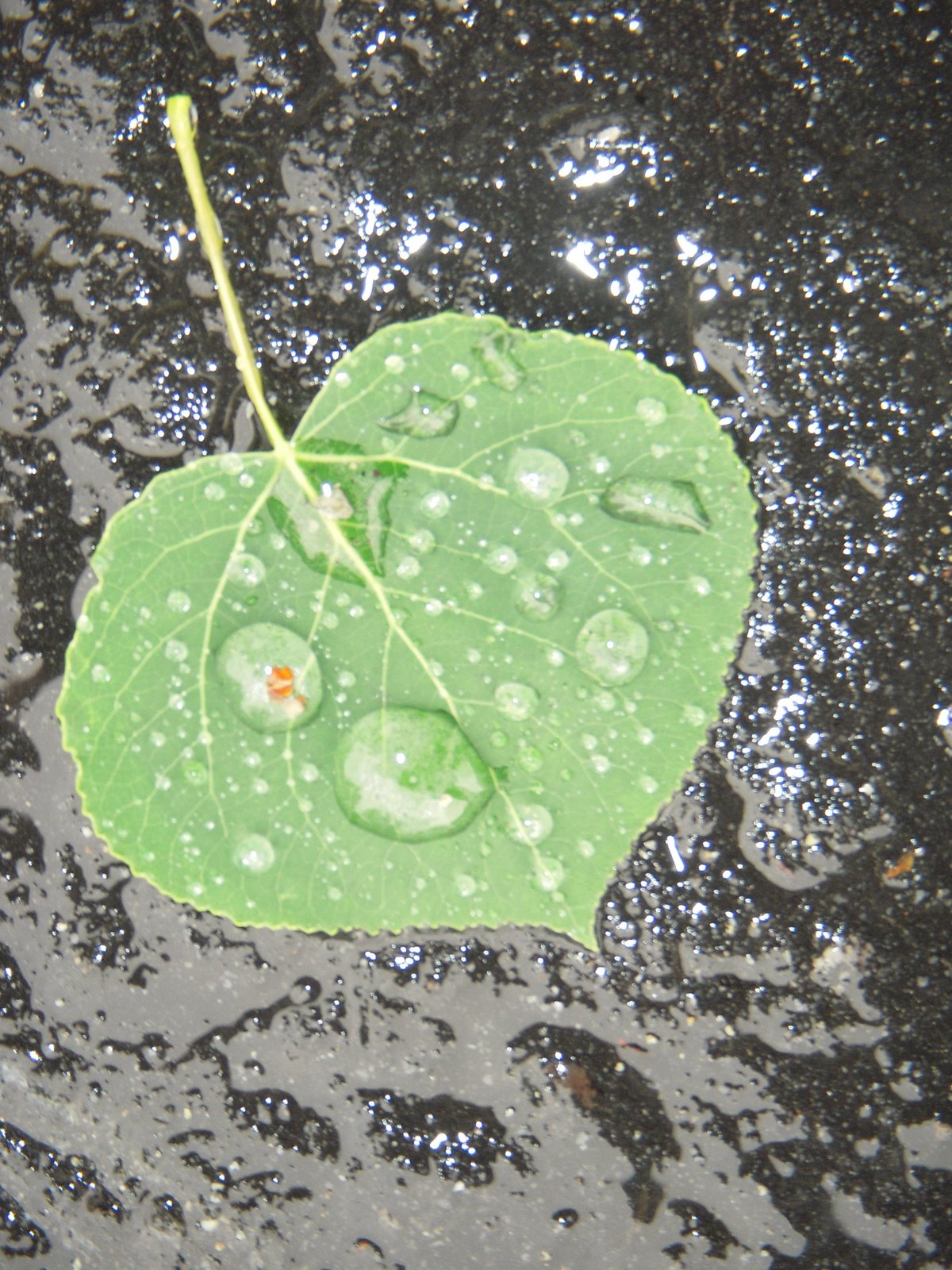 [spring+2009+009.JPG]