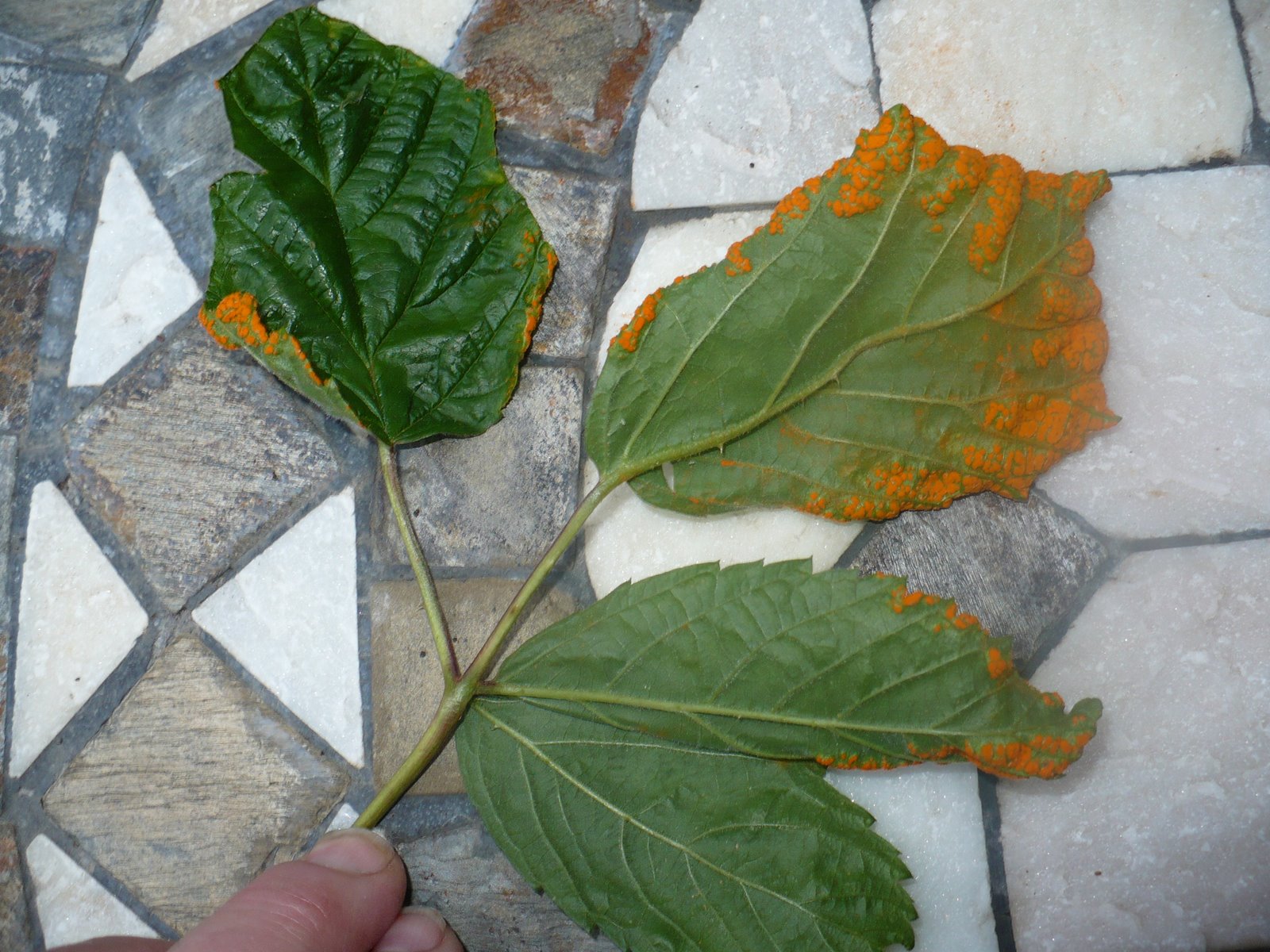 [P1000819.JPG]