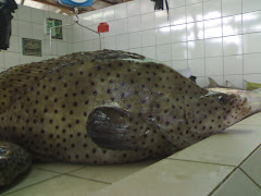 Kerapu tikus