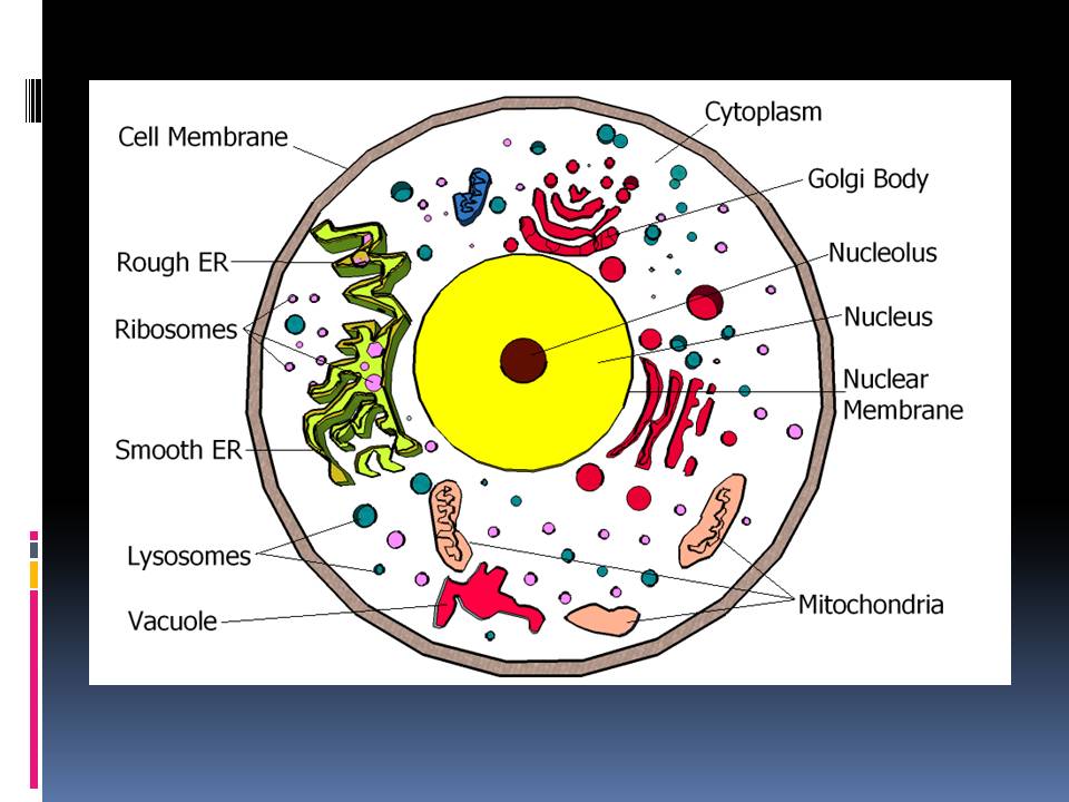 animal cell diagram. animal cell organelles diagram