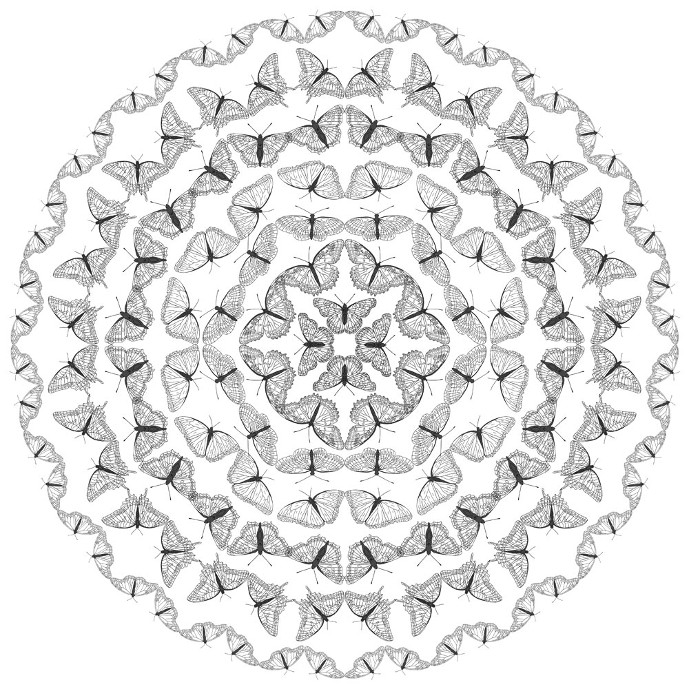 butterfly outline pictures